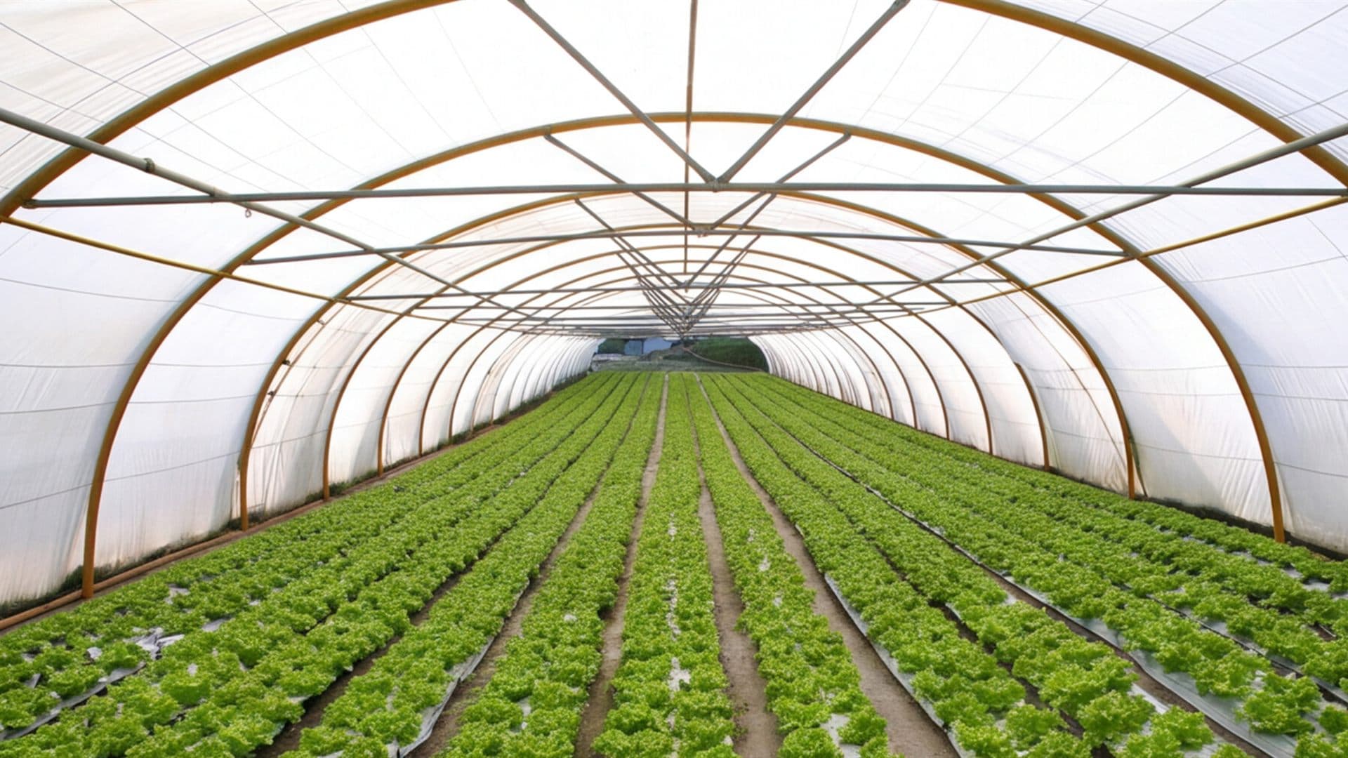 Lonas para agricultura para proteger cultivos en Lugo